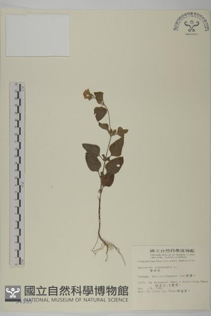 霍香薊藏品圖，第1張