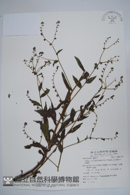 琉璃草藏品圖，第1張