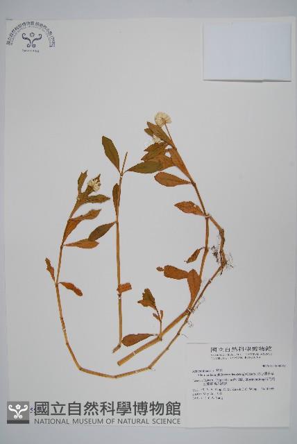 空心蓮子草藏品圖，第1張