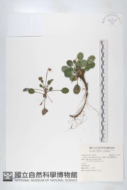 倒卵葉裂緣花藏品圖，第1張