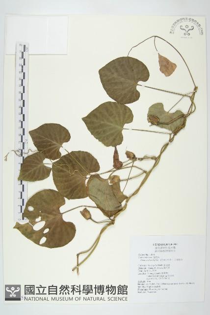 大萼旋花藏品圖，第1張