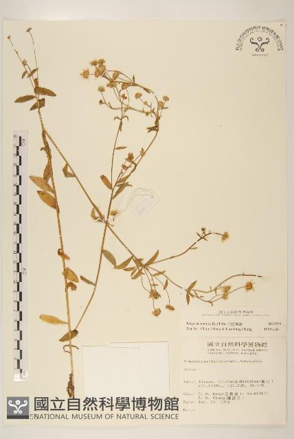 白頂飛蓬藏品圖，第1張