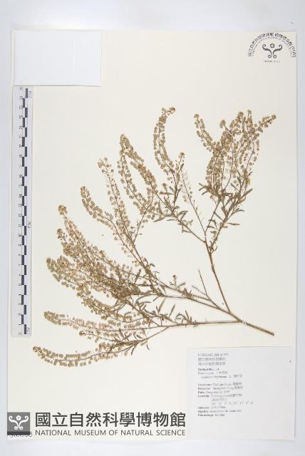 獨行菜藏品圖，第1張