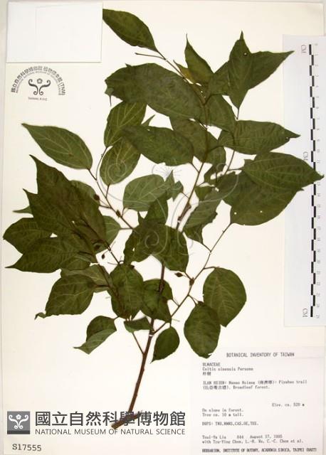 朴樹藏品圖，第1張