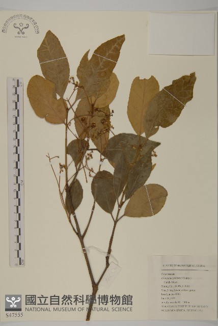 扶芳藤藏品圖，第1張