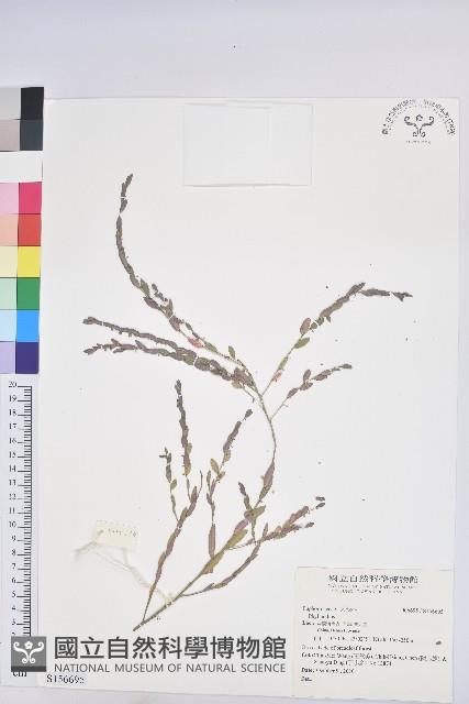 登錄號:S156695藏品圖，第1張