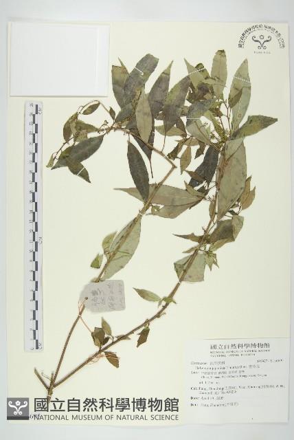 青莢葉藏品圖，第1張