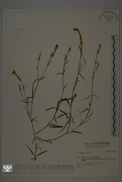 登錄號:S036695藏品圖，第1張