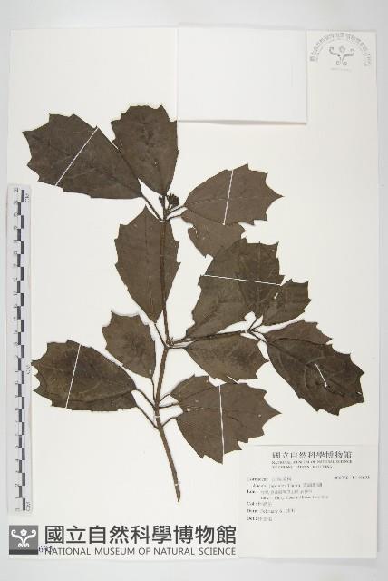 東瀛珊瑚藏品圖，第1張