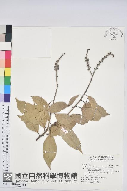 菱果石櫟藏品圖，第1張