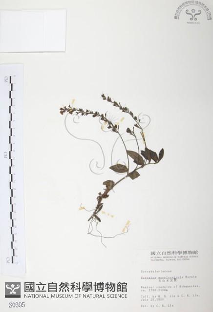 玉山水苦賈藏品圖，第1張