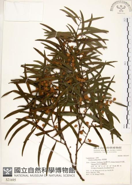 相思樹藏品圖，第1張