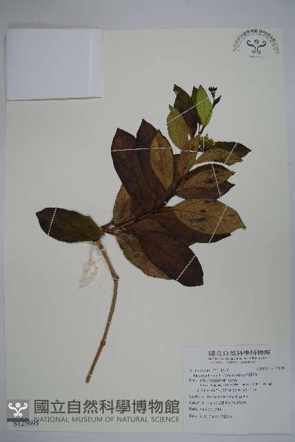 爬森藤藏品圖，第1張