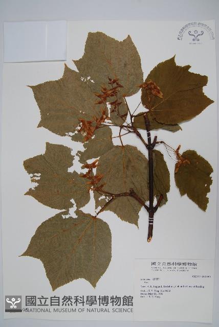 登錄號:S025695藏品圖，第1張