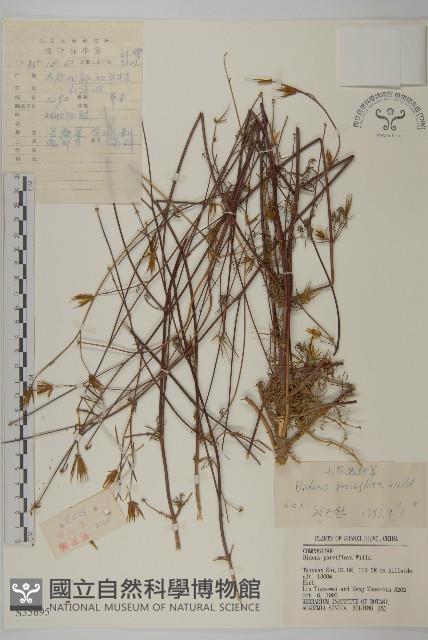 小花鬼針草藏品圖，第1張