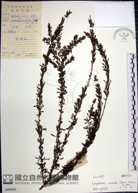 鐵掃帚、千里光藏品圖，第1張