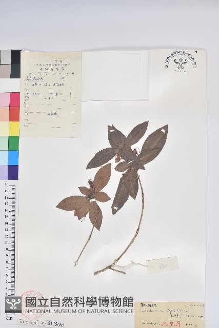 薄葉馬銀花藏品圖，第1張