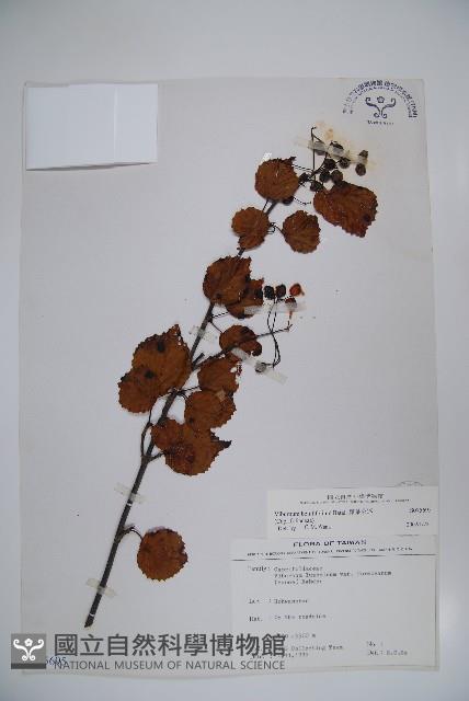 樺葉莢迷、玉山莢迷藏品圖，第1張