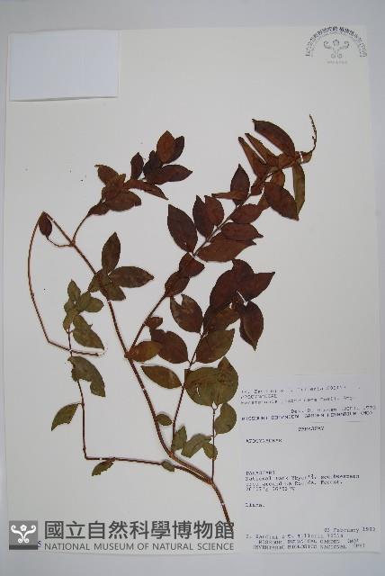 登錄號:S054695藏品圖，第1張