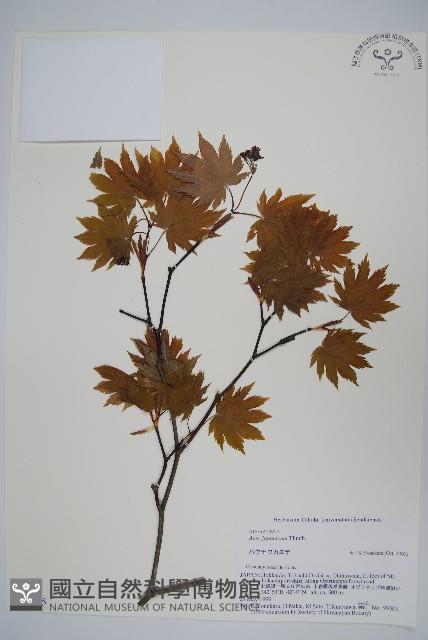 團扇槭藏品圖，第1張