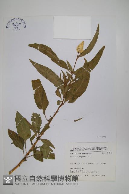 青葙藏品圖，第1張