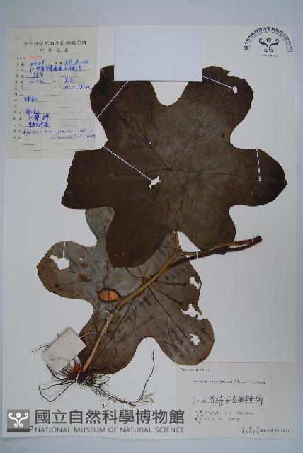 八角蓮藏品圖，第1張