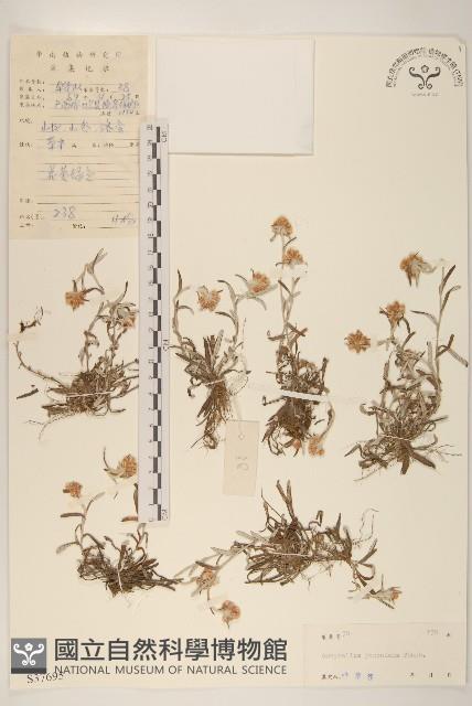 父子草、天青地白藏品圖，第1張