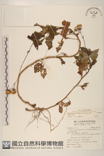 黃花三七草藏品圖，第1張