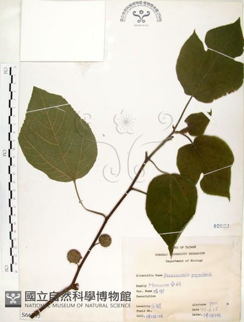 構樹藏品圖，第1張