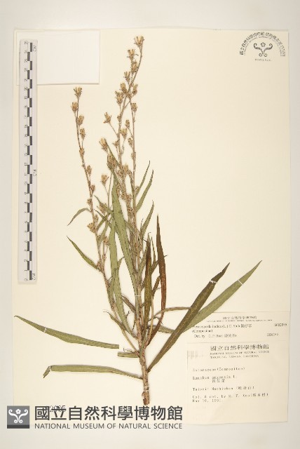 鵝仔草藏品圖，第1張