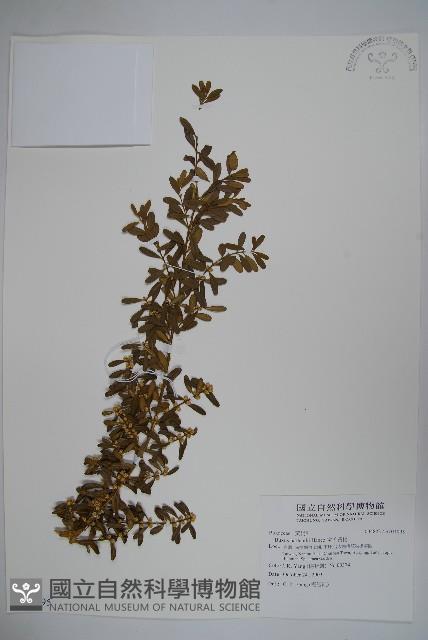 華南黃楊，雀舌黃楊，匙葉黃楊藏品圖，第1張