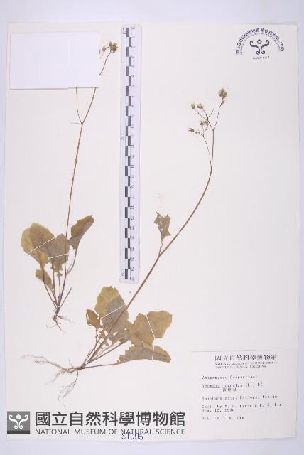 黃鵪菜藏品圖，第1張