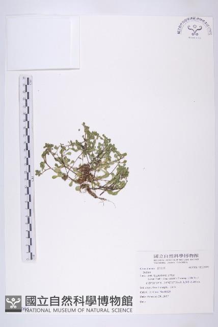 登錄號:S125095藏品圖，第1張