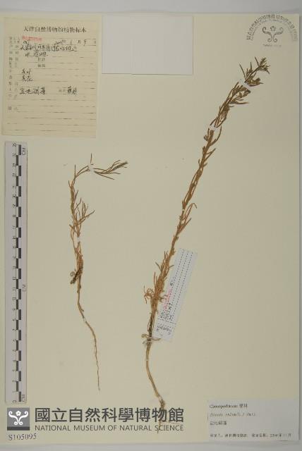 鹽地鹼蓬藏品圖，第1張