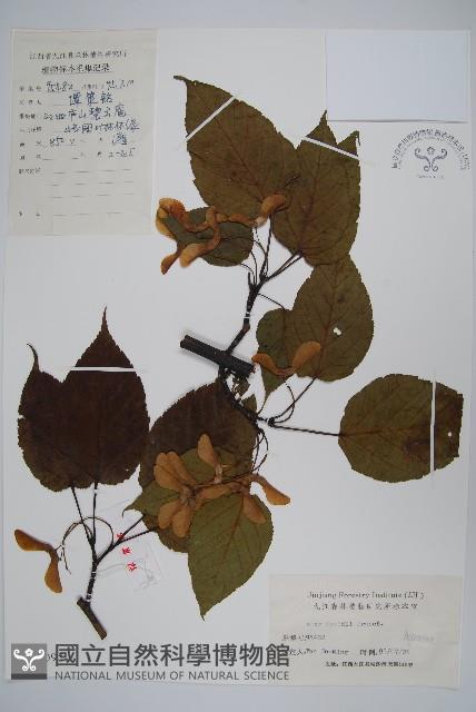 青榨槭藏品圖，第1張