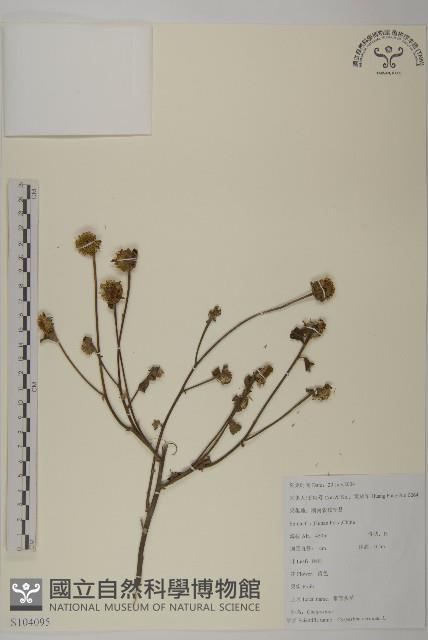 杓兒菜藏品圖，第1張