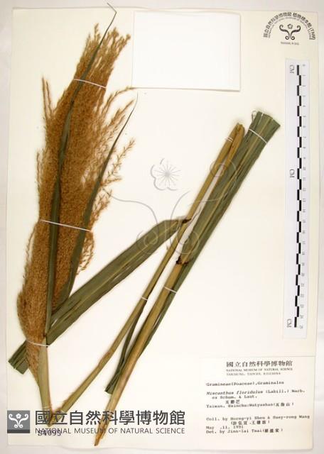 五節芒藏品圖，第1張