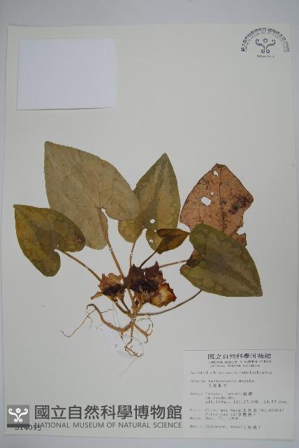 大屯細辛藏品圖，第1張