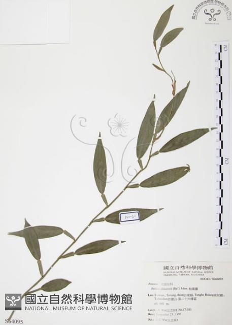 柚葉藤藏品圖，第1張