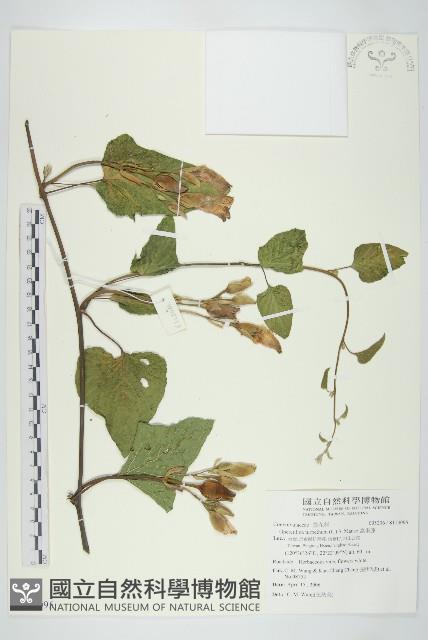 盒果藤藏品圖，第1張