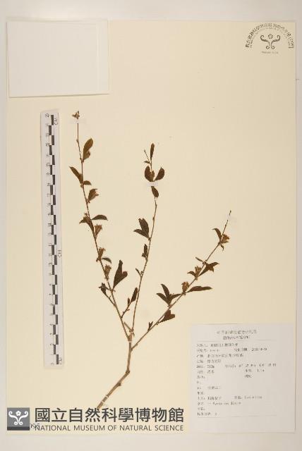 螞蚱腿子藏品圖，第1張