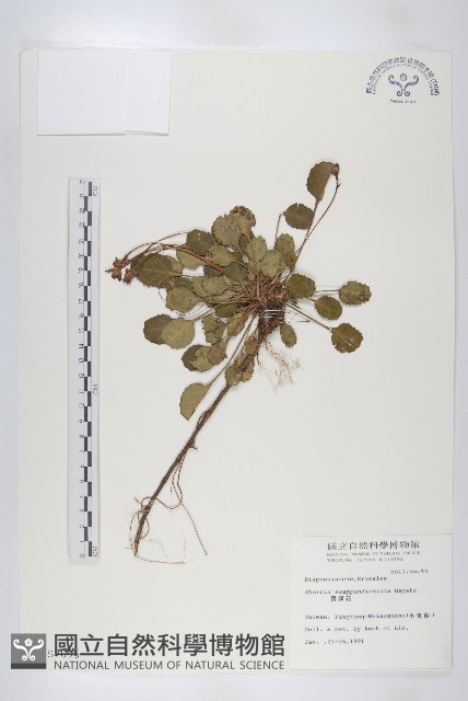裂緣花藏品圖，第1張