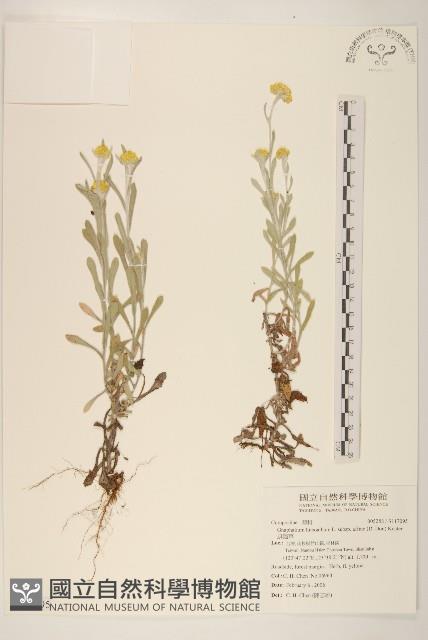 鼠麴草藏品圖，第1張