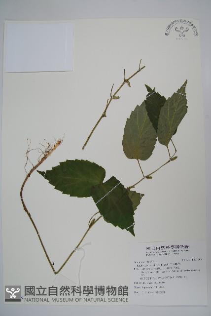 三角咪草藏品圖，第1張