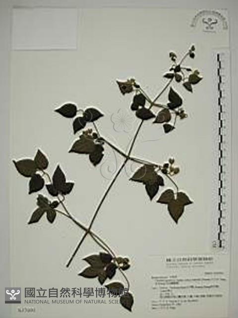 巴氏鐵線蓮藏品圖，第1張