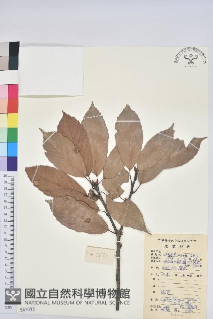 青剛櫟、鐵椆藏品圖，第1張