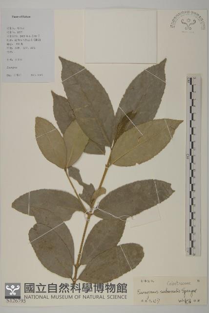 無柄衛矛藏品圖，第1張