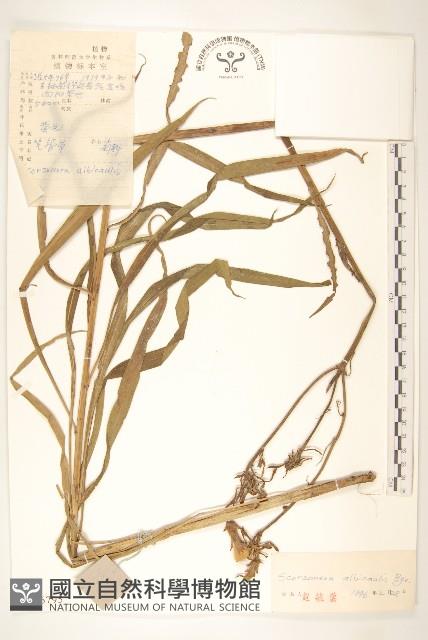 芼管草藏品圖，第1張