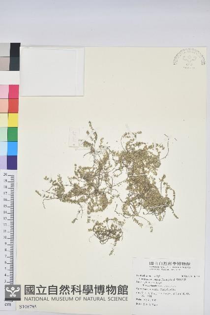 匐根大戟藏品圖，第1張