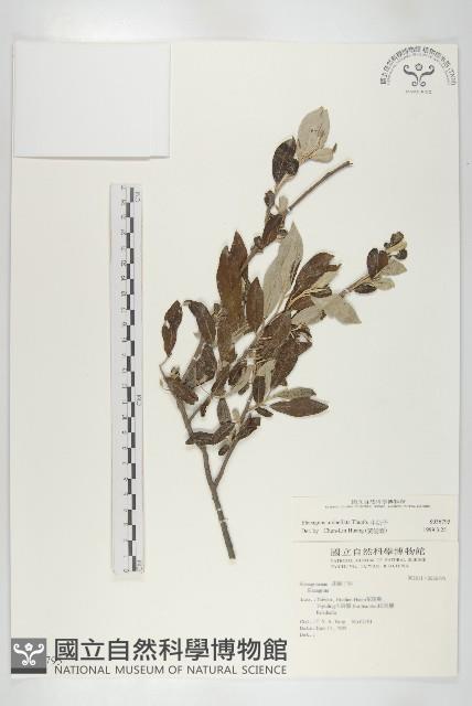 小葉胡頹子藏品圖，第1張